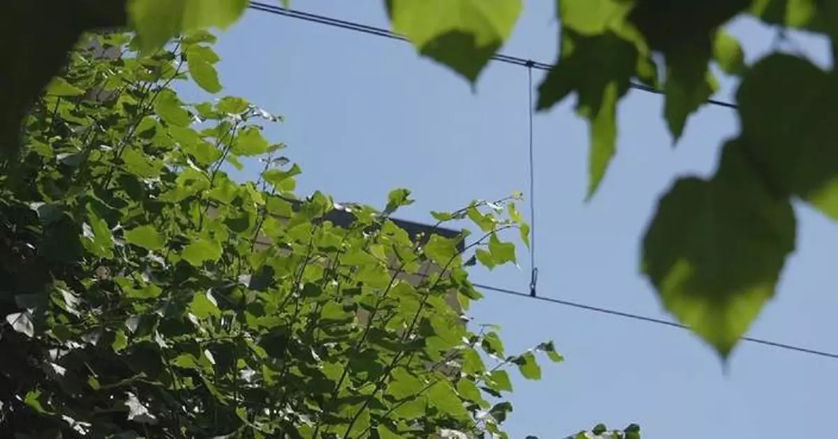 Germany logs record-high temperatures for third consecutive day