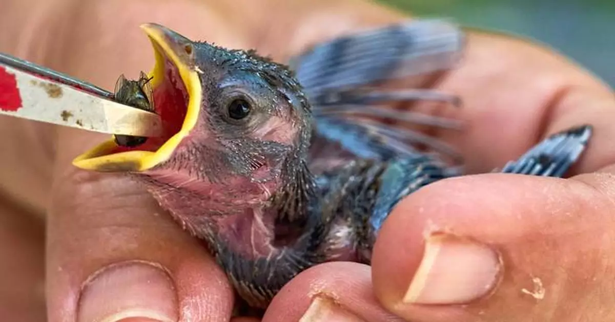People aren’t the only ones hit by heat. What to do if you see wildlife affected by hot temperatures