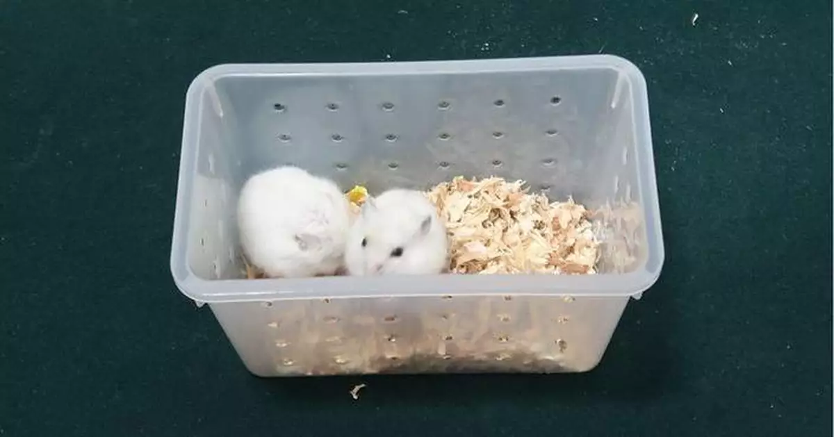 Hong Kong Customs Seizes Two Illegal Live Hamsters at Shenzhen Bay Control Point