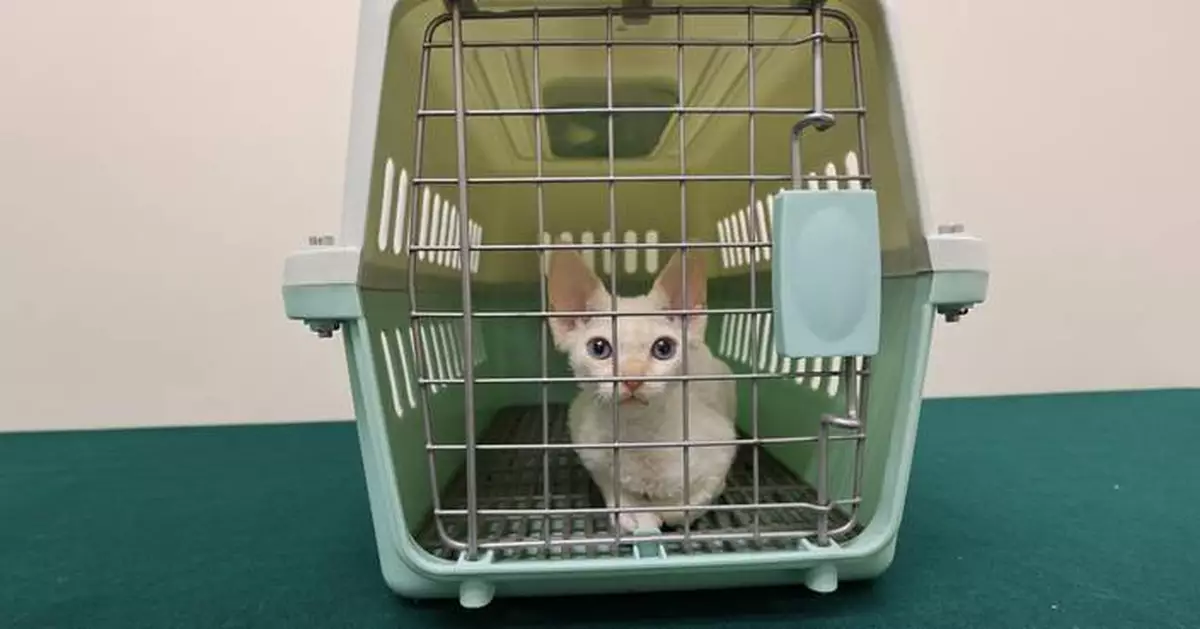 Hong Kong Customs Seizes A Suspected Illegally Imported Cat at Lok Ma Chau Spur Line Control Point