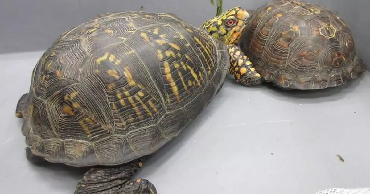 Hong Kong Customs Seizes Eight Endangered Turtles Worth $16,000 at Airport