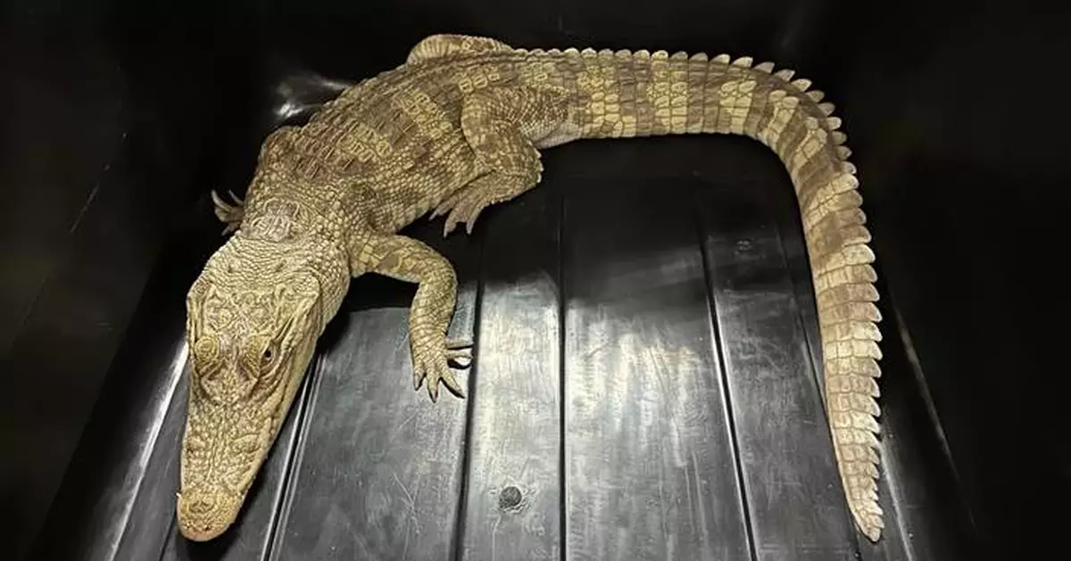 Police Raid Seizes 30 Endangered Reptiles, Including Crocodile, in Sham Shui Po Unit