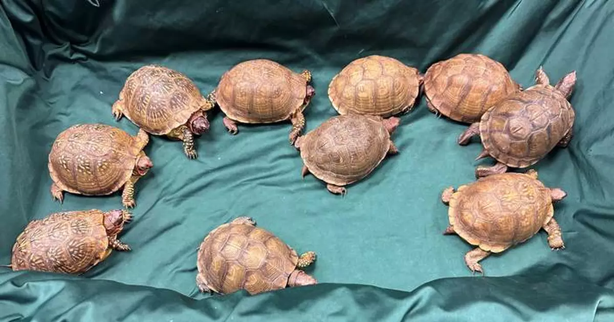 Hong Kong Customs Seizes Suspected Endangered Turtles Worth About $26,000 at Airport