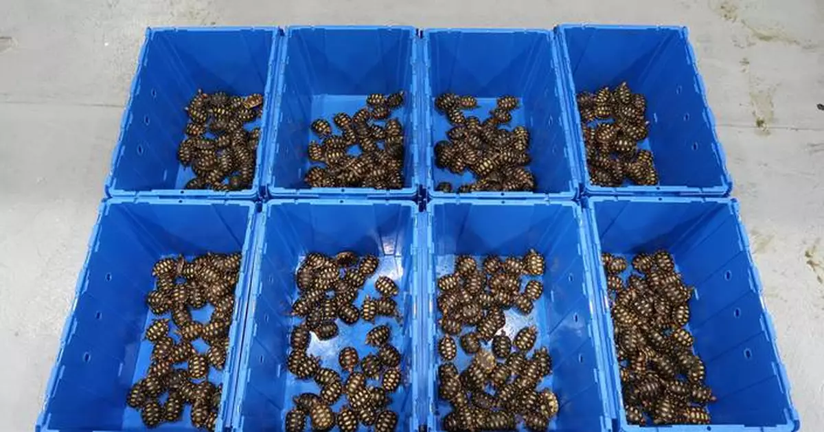 Hong Kong Customs Seizes Live Turtles, Snakes, and Lizards in Major Smuggling Bust