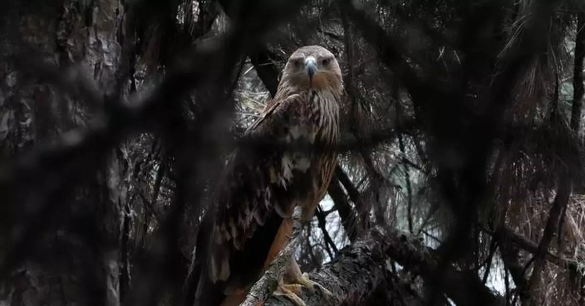 Feliks the eagle is back home in Serbia after a kidnap ordeal in the Middle East