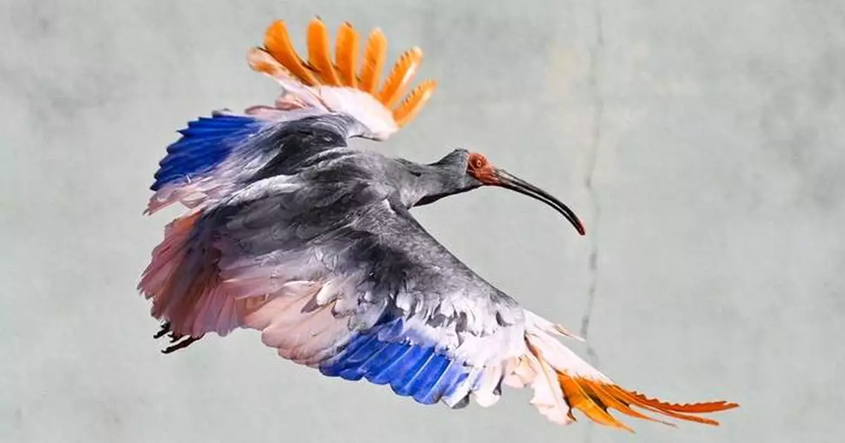 8 crested ibises released in Japan decades after extinction