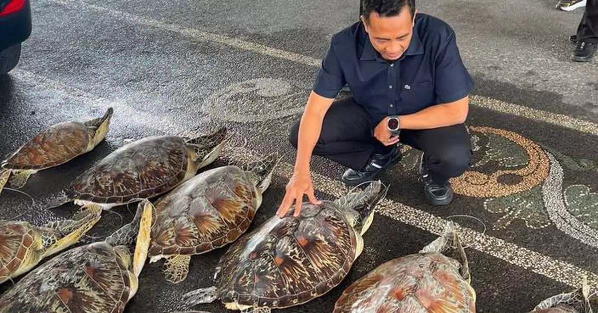 Police in Bali foil an attempt to trade protected 21 live green sea turtles and arrest a suspect