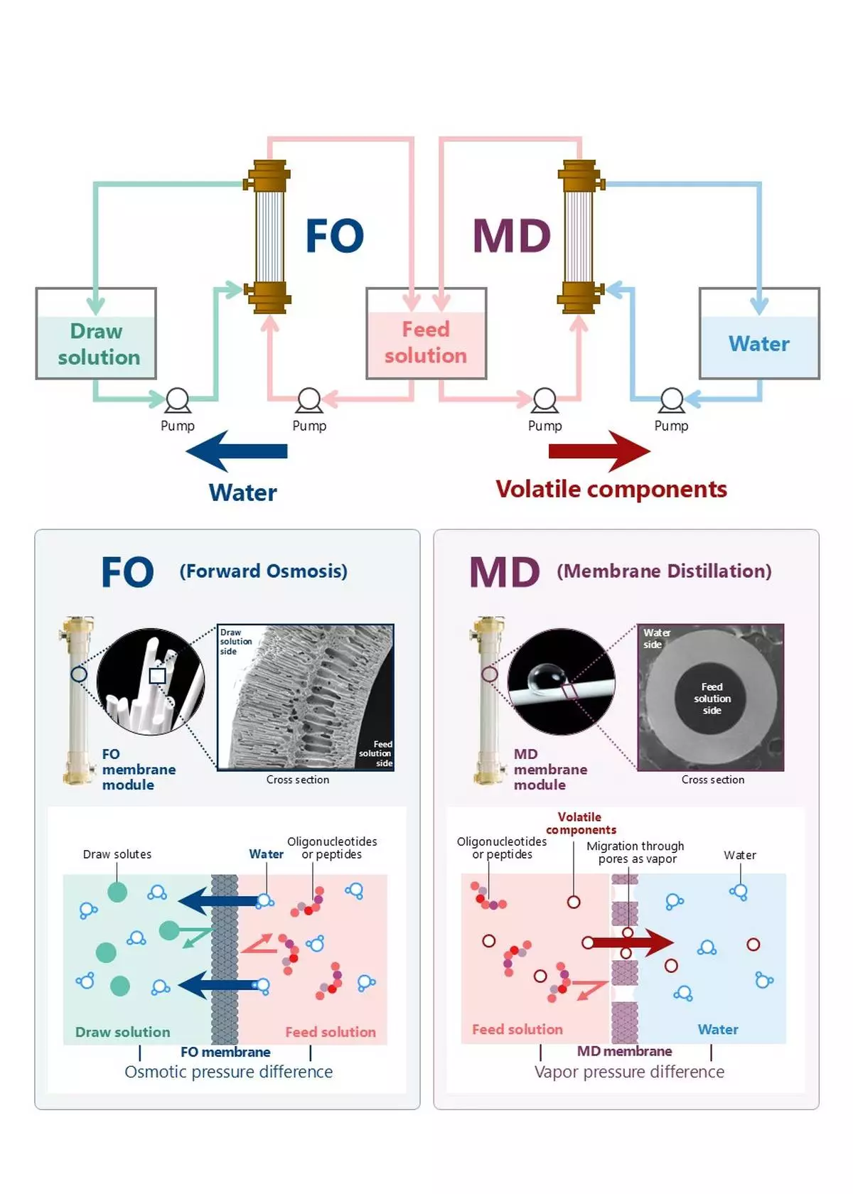 Overview of the FO–MD system for concentration without heating or pressurization