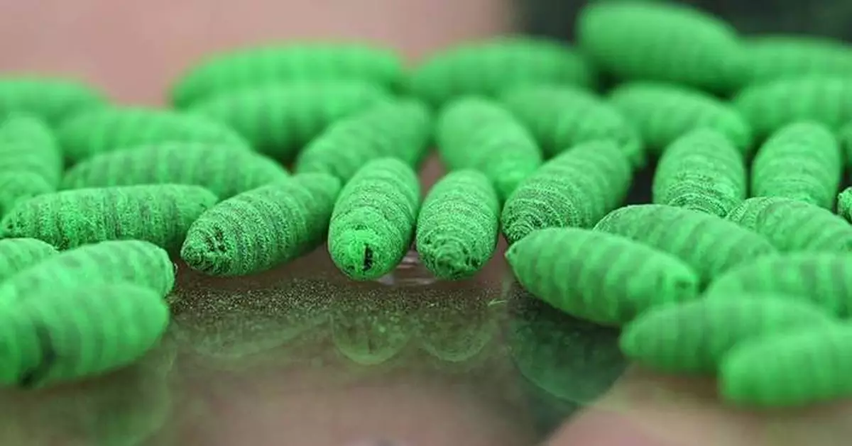 Political blame game follows as screwworm parasite threatens cattle in Texas