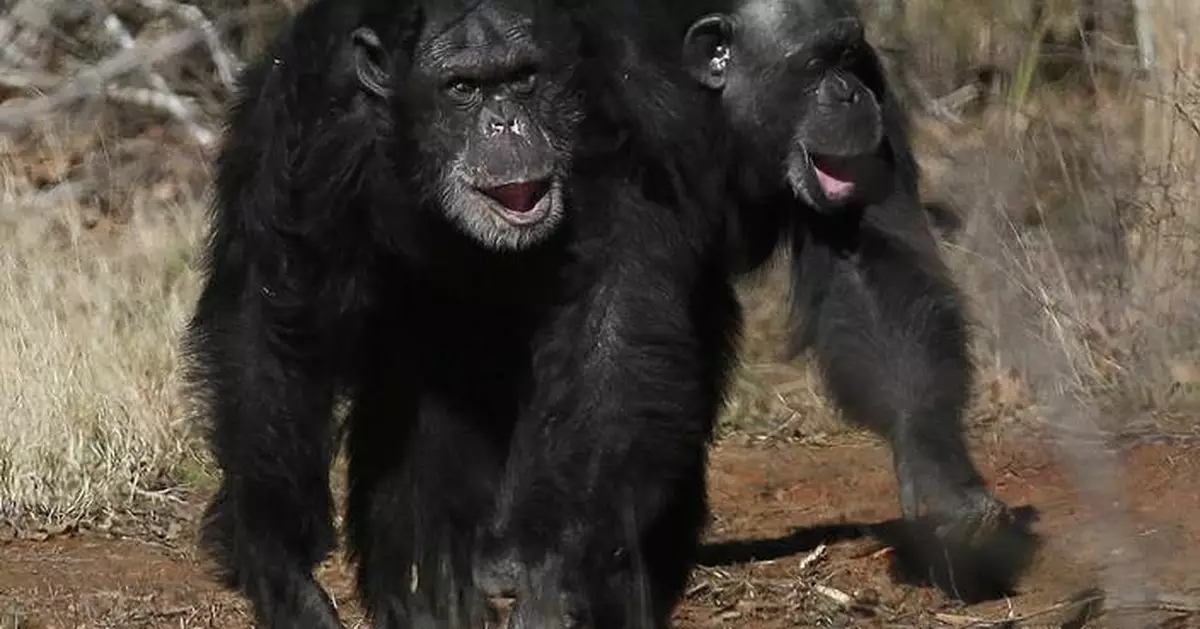 Get a load of this: Humans and great apes share similar giggles