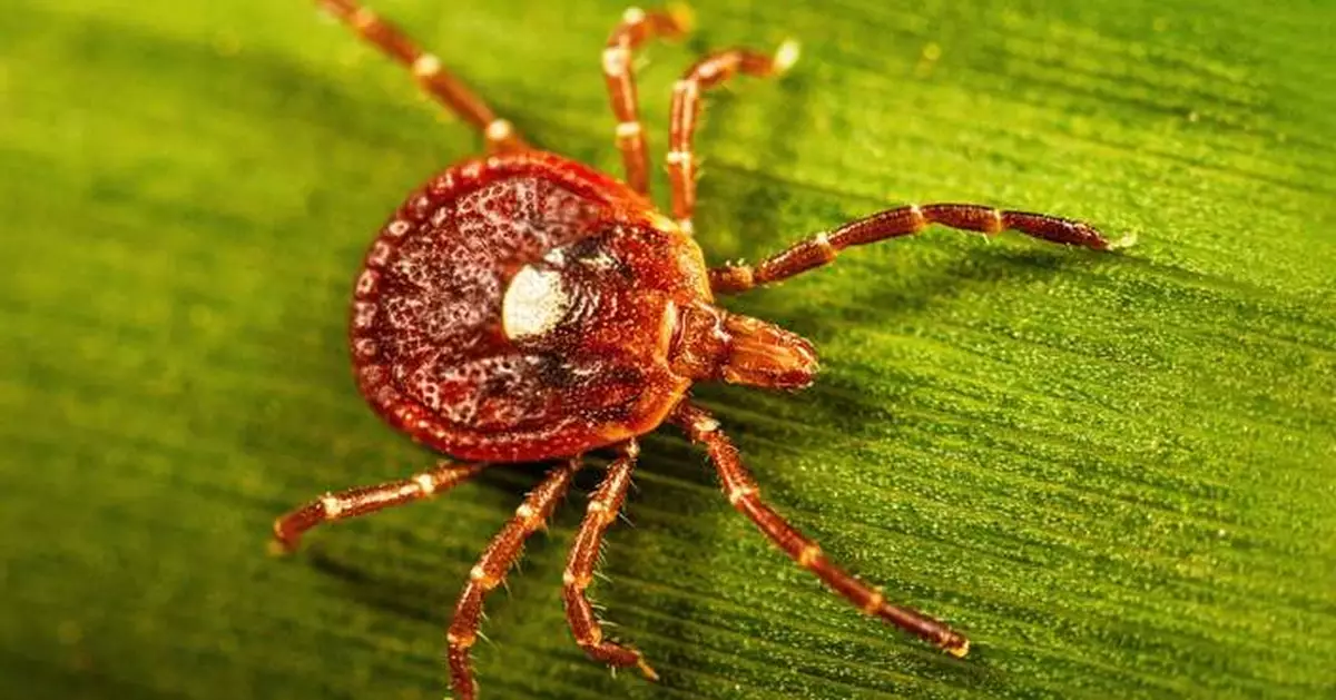 What to know about alpha-gal syndrome, the life-threatening meat allergy caused by tick bites