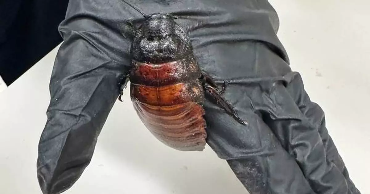 Australian cockroach kingpin caught with 100,000 illegal insects in record bug bust