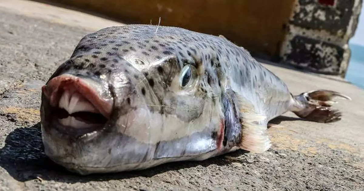Greece is paying fishermen to catch toxic toadfish invading the warming Mediterranean