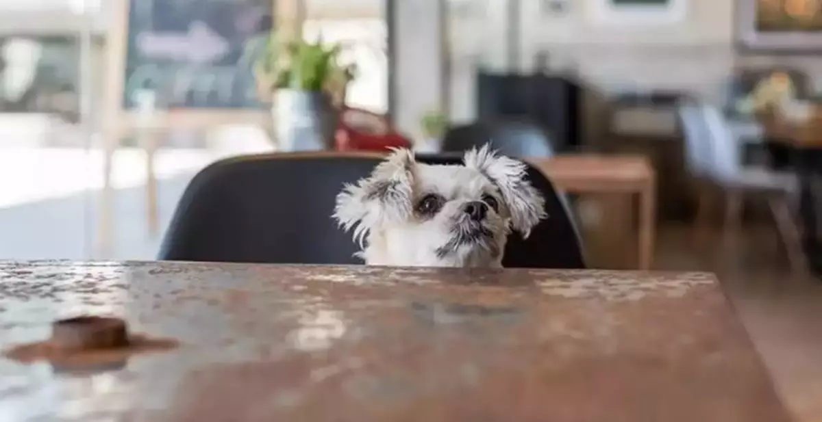 Ballot Scheduled on June 12 to Allocate Dog-Friendly Food Premises Quotas in Hong Kong