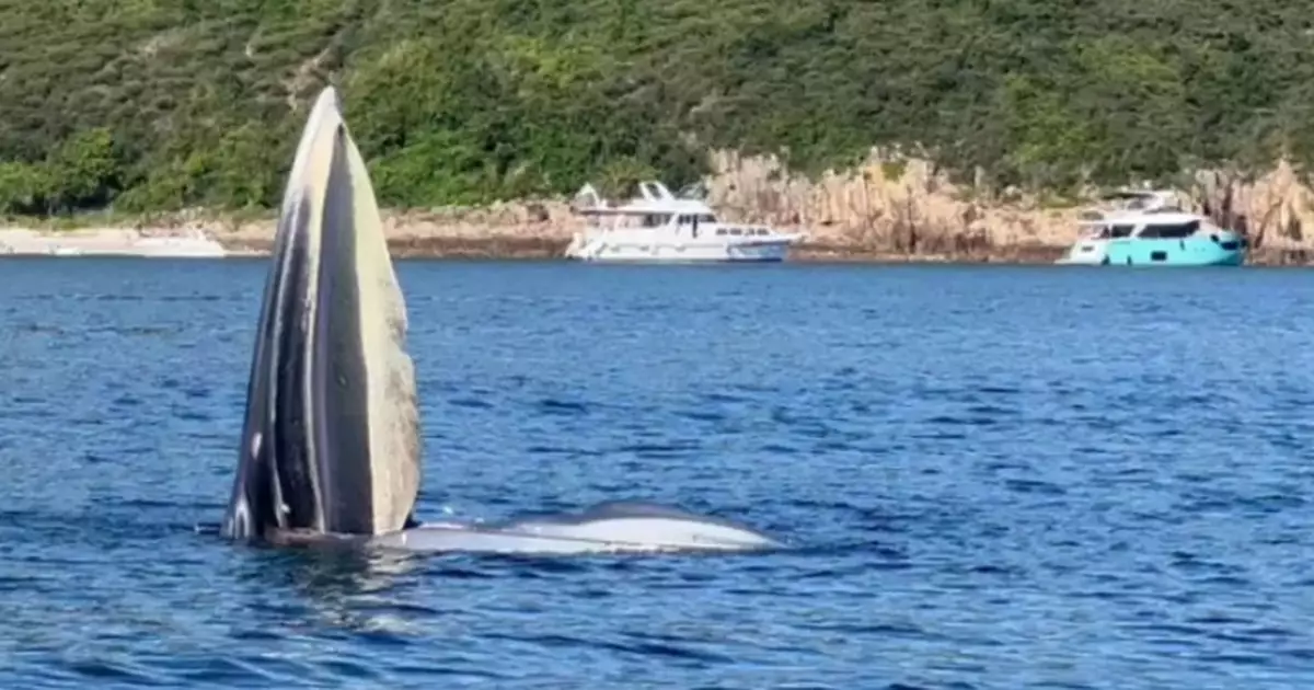 AFCD Advances Marine Mammal Conservation Efforts with New Partnerships and Legislative Reviews