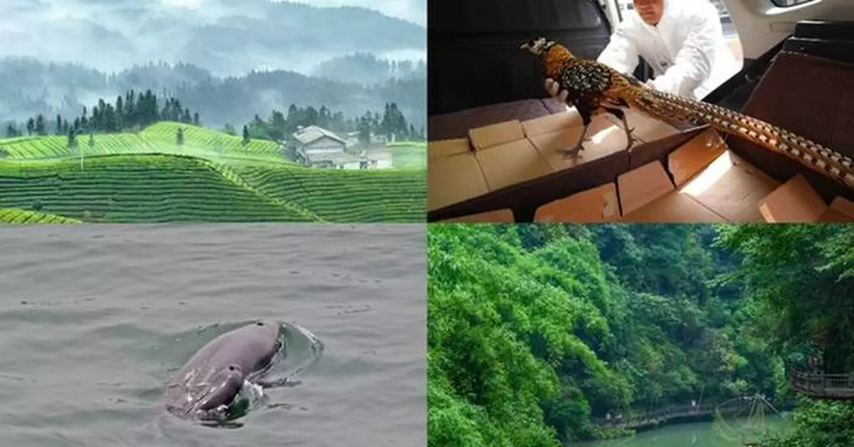 World Environment Day: Hubei, where nature thrives