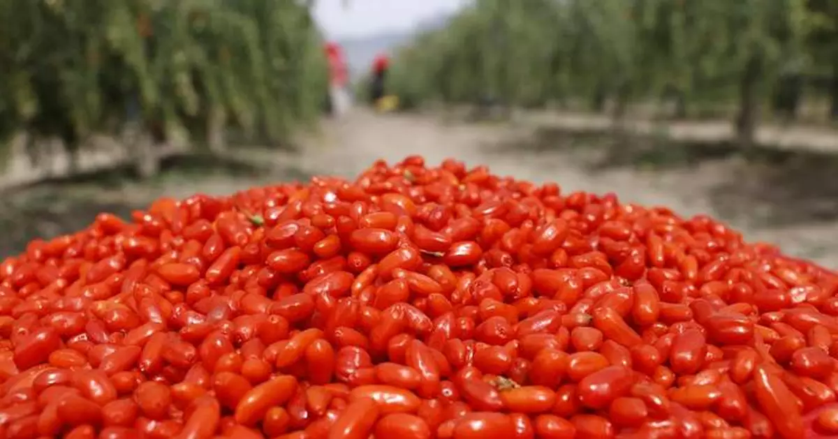 From Ancient Delicacy to Global Trend: The Industrial Upgrade and Global Journey of Ningxia Goji Berries