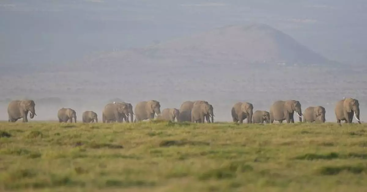 Kenya says 15 elephants died of cyanide poisoning after eating tomatoes from nearby farms