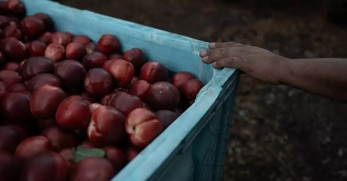 A California farmer gives away free nectarines amid a dispute over exclusive rights, in photos