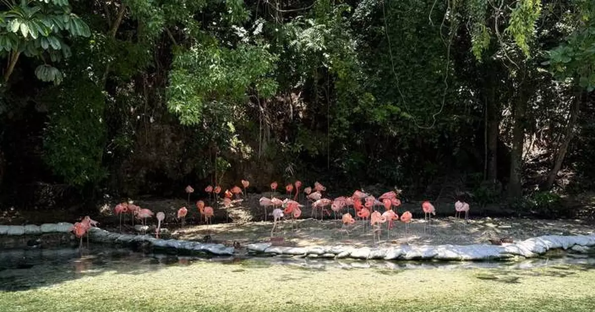 Dominican Republic's zoo offers home for confiscated animals as seizures of exotic species soar