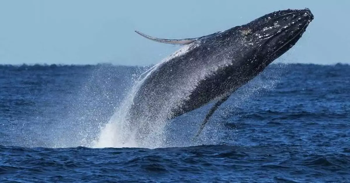Whale 'supergroups' show numbers are rebounding from hunting. But Iran war holds dangers for them