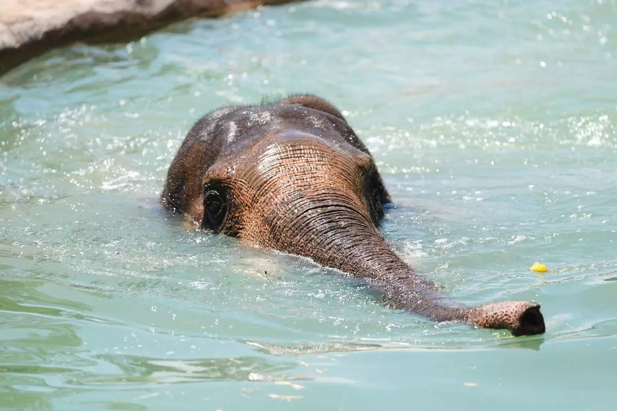 Jake the Asian elephant takes a dip in a pool at the Denver Zoo Conservation Alliance as daytime high temperatures soared toward the triple-digit mark Friday, July 24, 2026, in Denver. (AP Photo/David Zalubowski)