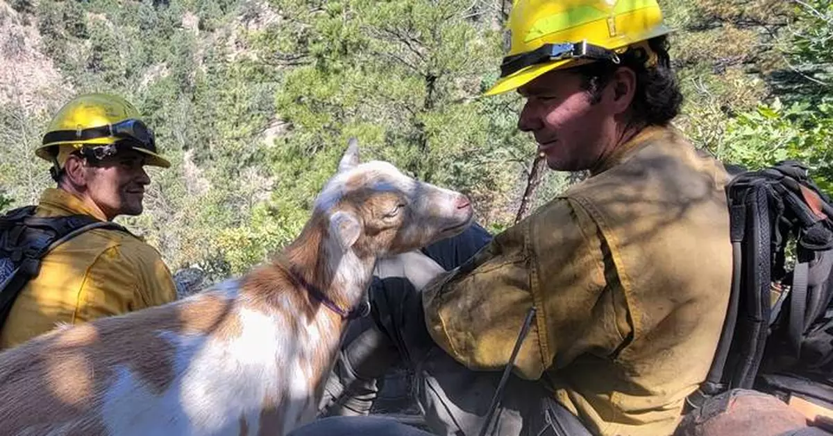 The GOAT: Hooved friend provides moral support to firefighters in Colorado