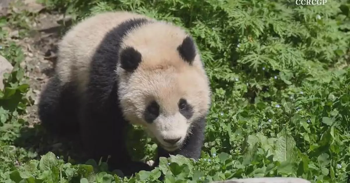 Rare footage shows giant panda cub drinking water leisurely in spacious habitat