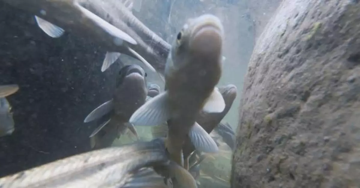 Qinghai's naked carp migration enters peak season