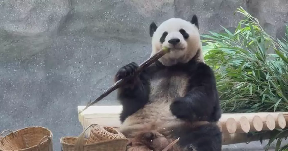 Giant pandas move into new home at Beijing Zoo