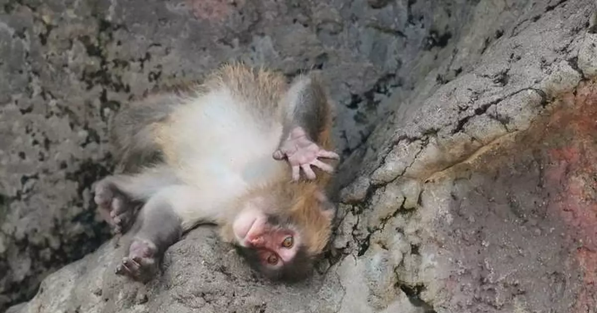 Japan's monkey sensation Punch gets thousands of birthday messages as he turns 1 on Sunday