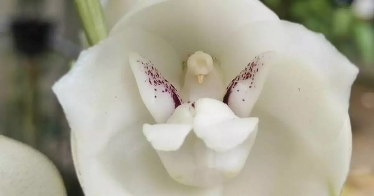 A gardener’s guide to 5 orchids that mimic animals, insects and even a naked man