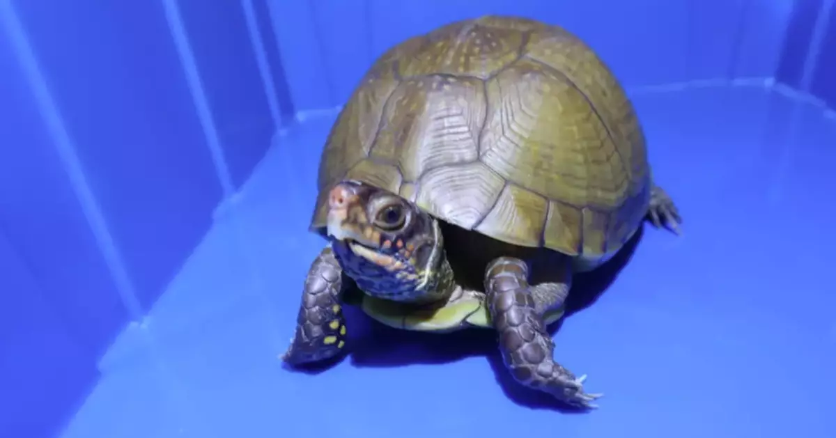 Hong Kong Customs Seizes 36 Live Turtles of Scheduled Endangered Species Valued at About $360,000