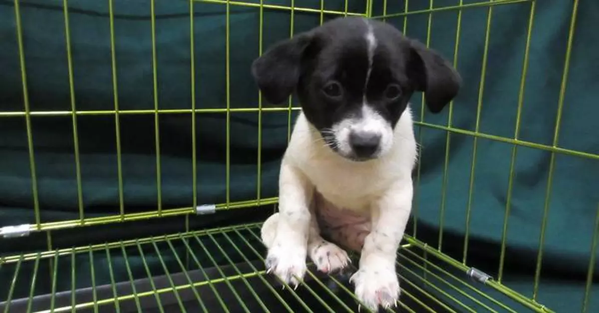Hong Kong Customs Seizes Illegal Imported Dog, Arrests Woman at Lo Wu Control Point