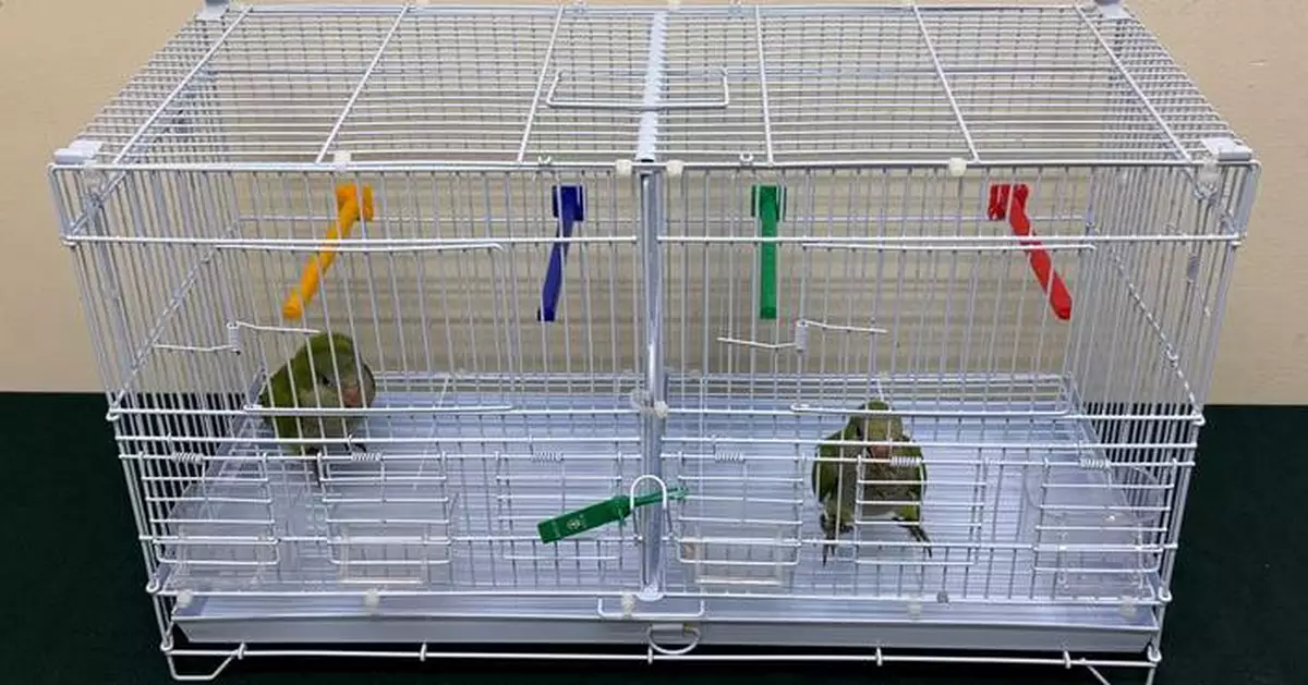 Hong Kong Customs Seize Suspected Scheduled Endangered Birds Worth About $5,000 at Control Point