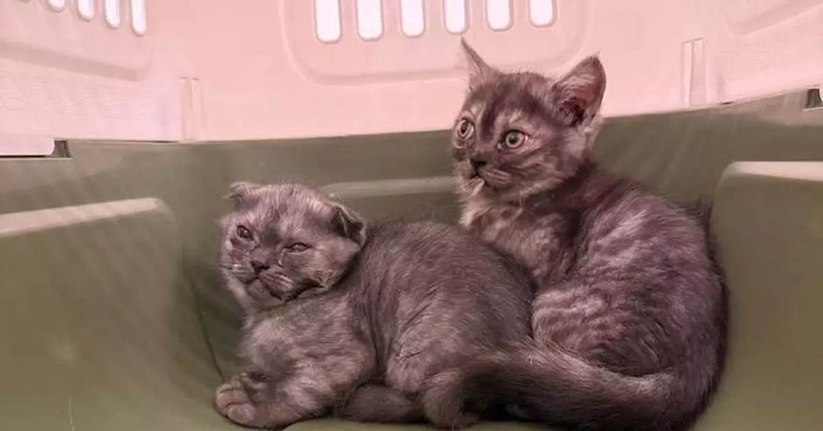 Hong Kong Customs Seizes Three Illegally Imported Live Cats, Arrests Two Passengers