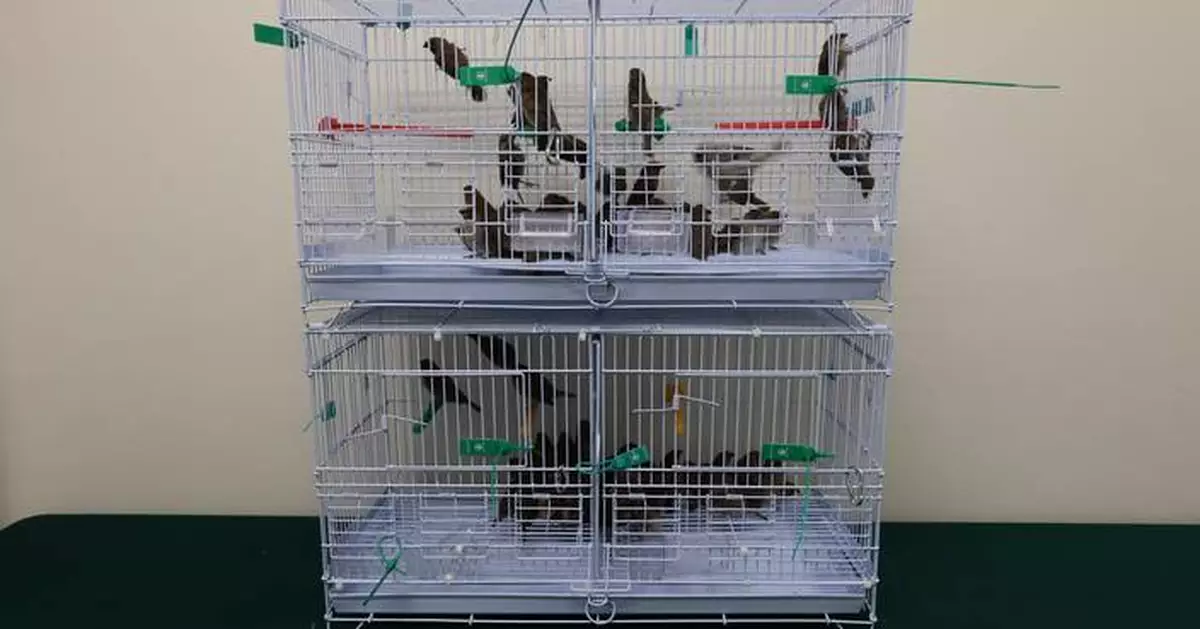 Hong Kong Customs Seizes 250 Illegally Imported Live Birds Worth $50,000 at Control Point