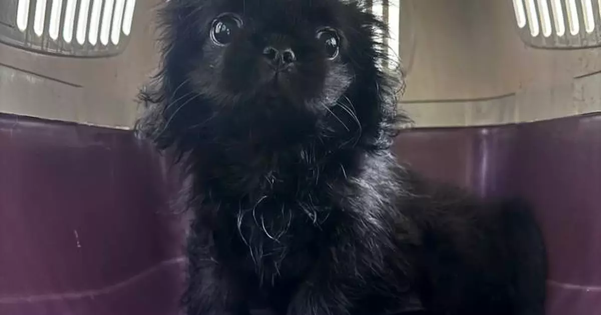 Hong Kong Customs Seizes Suspected Illegally Imported Dog Worth About $15,000