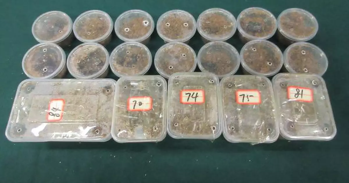 Hong Kong Customs Seizes 500 Grams of Suspected Illegally Imported Live Beetles at Lo Wu Control Point