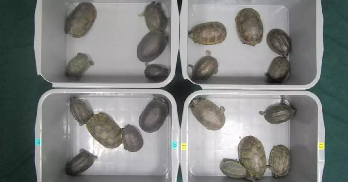 Customs Seize 20 Endangered Turtles at Hong Kong-Zhuhai-Macao Bridge, Passenger Arrested