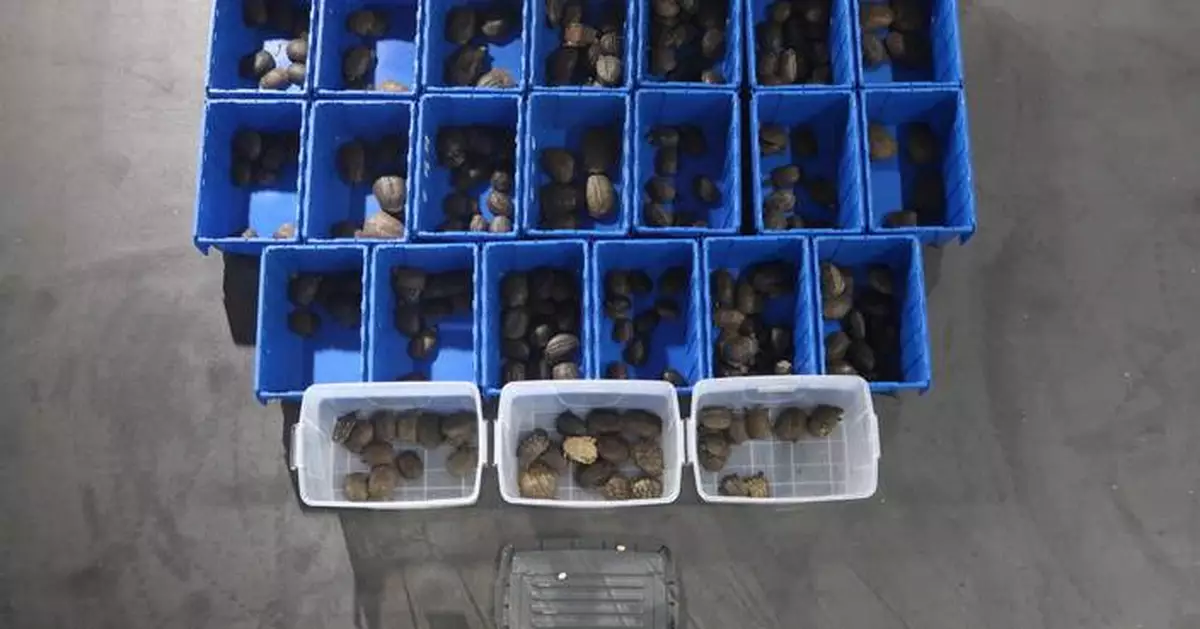 Hong Kong Customs Seizes 216 Live Turtles and 2 Turtle Eggs Worth About $21,800 at Shenzhen Bay Control Point