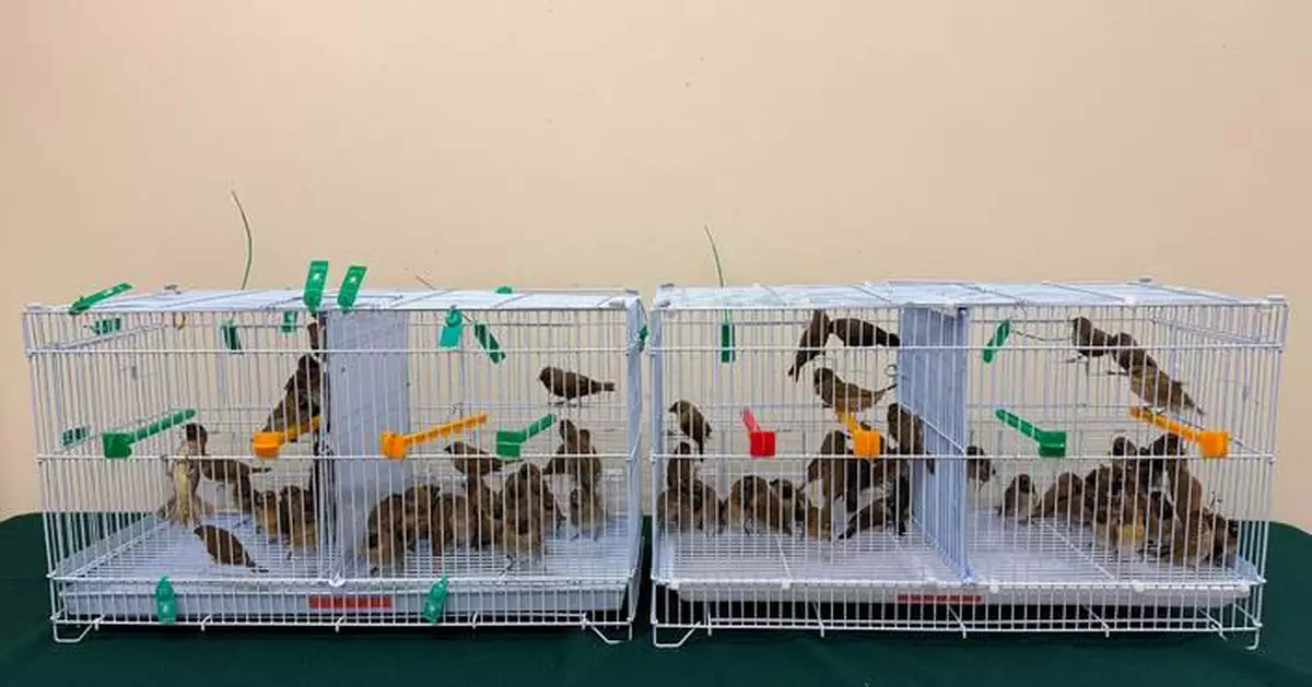 Hong Kong Customs Seizes 100 Suspected Illegally Imported Live Birds Worth About $20,000 at Lok Ma Chau Spur Line Control Point