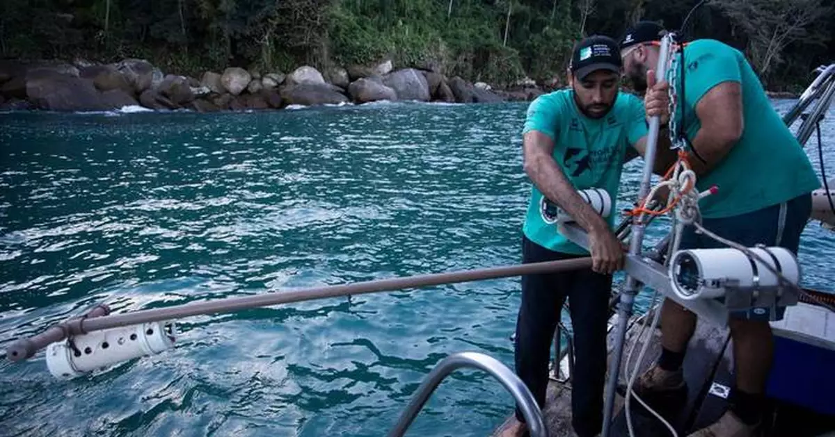 A Brazilian bay’s surprise shark nursery sparks conservation project