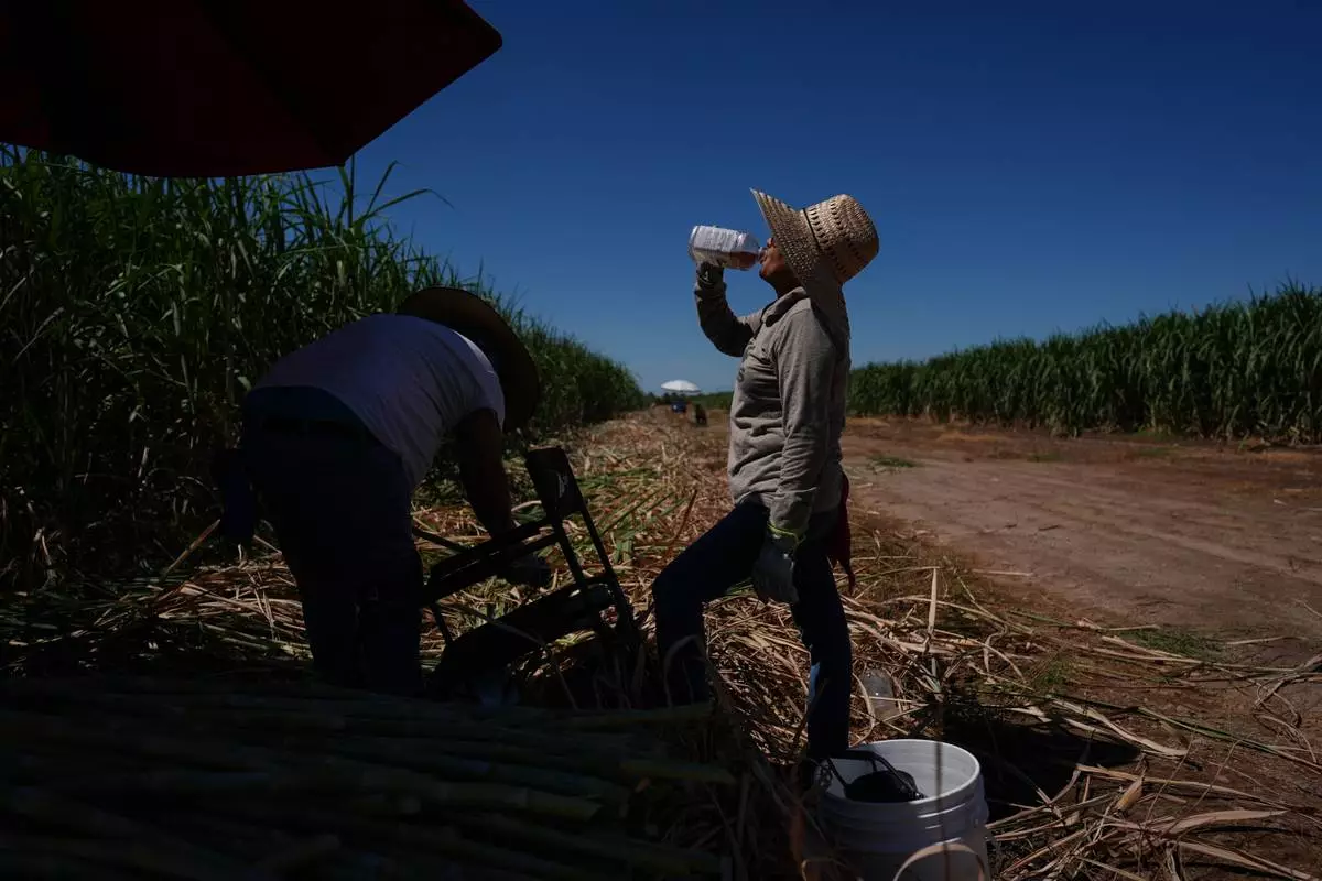 FILE - Petrona Romero, right, drinks an electrolyte beverage while working alongside her husband, Cristino, in a sugarcane field in Niland, Calif., Sept. 11, 2025. (AP Photo/Jae C. Hong, File)