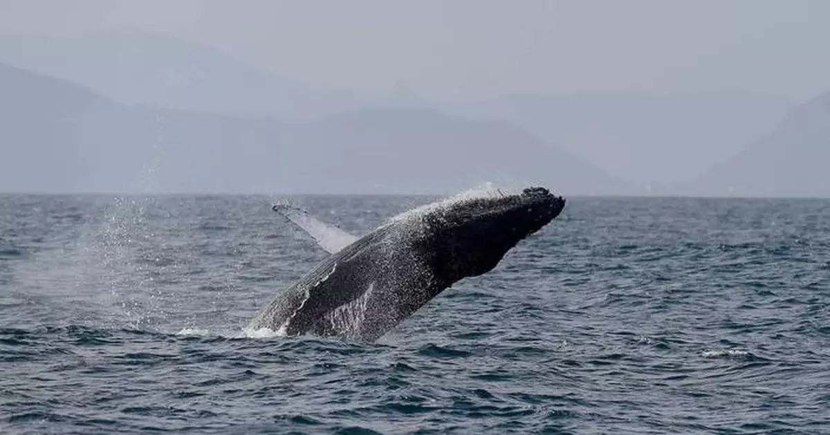 Sightings of humpback whales surge in Rio de Janeiro, fueling demand for whale-watching trips