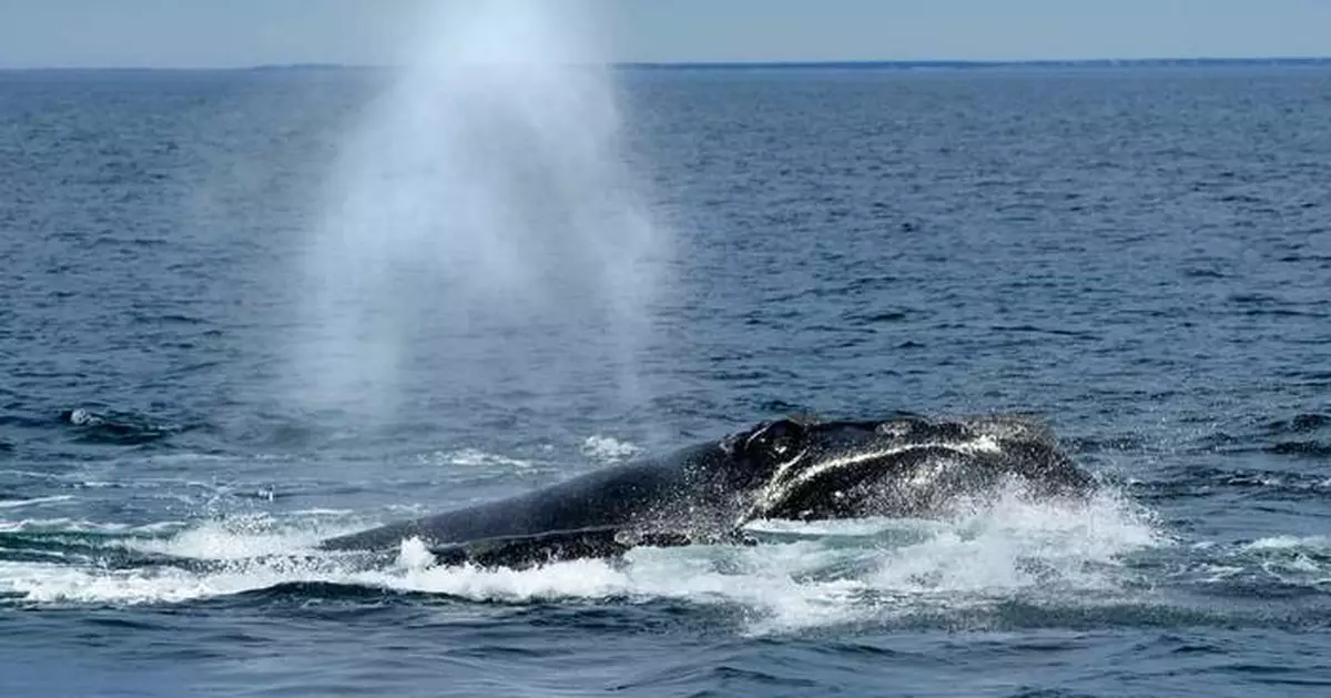 Endangered right whales could wait almost a decade for new US protections