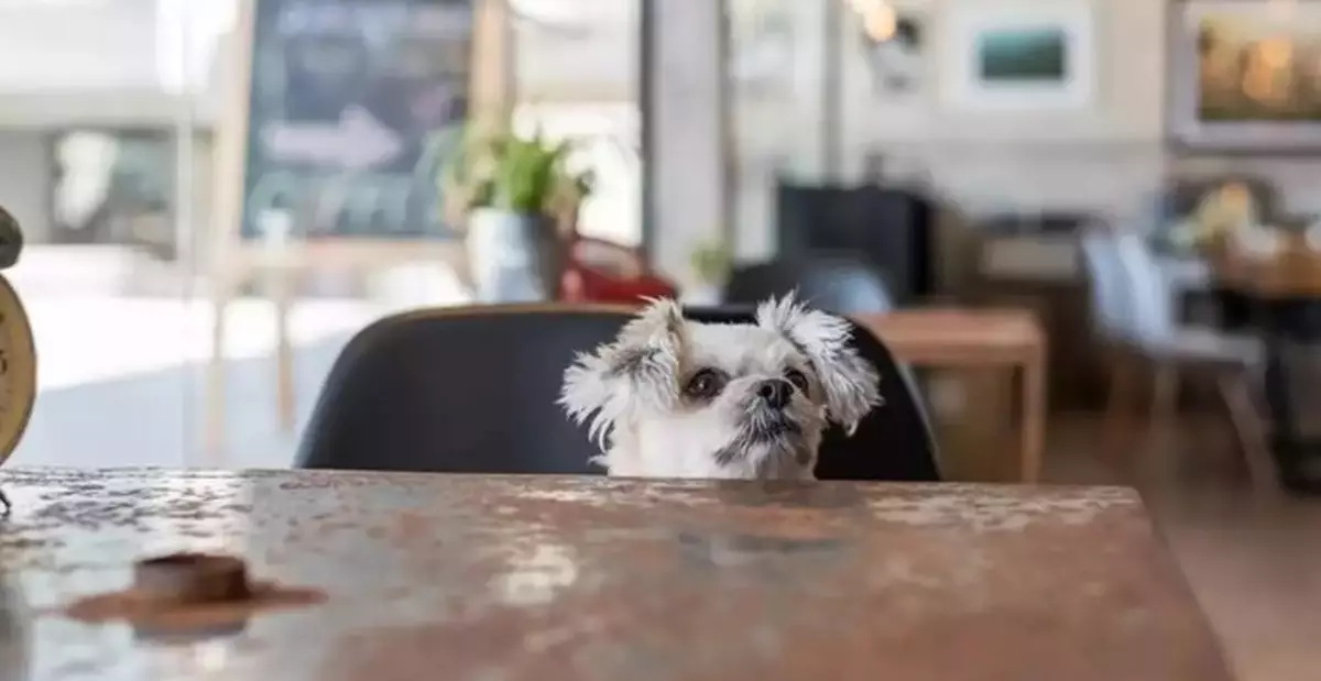FEHD Logs 20 Minor Complaints as Dog-Friendly Dining Debuts; No Major Violations Found