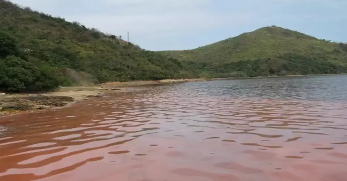 Red Tide Spotted in Hong Kong, No Fish Deaths Reported Yet