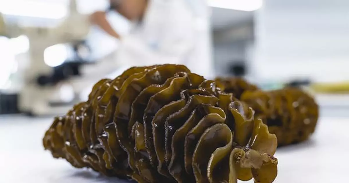 Seaweed extract shown to relieve prostate symptoms