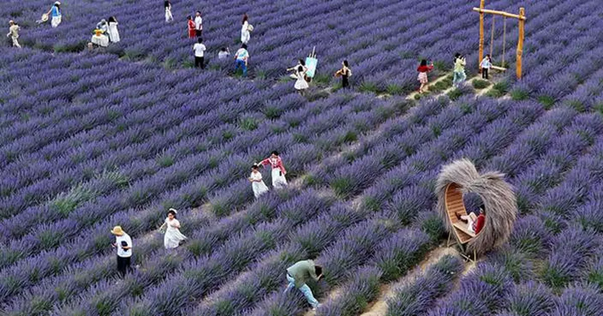 Village fortunes transformed through 'purple economy'